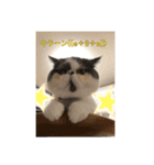 猫の日常よくつかう。（個別スタンプ：25）