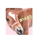 仔馬ちゃん(子馬、HORSE、写真、実写版)（個別スタンプ：1）
