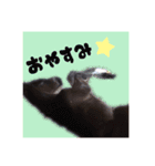 仔馬ちゃん(子馬、HORSE、写真、実写版)（個別スタンプ：2）