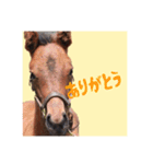 仔馬ちゃん(子馬、HORSE、写真、実写版)（個別スタンプ：3）