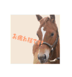 仔馬ちゃん(子馬、HORSE、写真、実写版)（個別スタンプ：4）