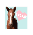 仔馬ちゃん(子馬、HORSE、写真、実写版)（個別スタンプ：5）