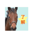 仔馬ちゃん(子馬、HORSE、写真、実写版)（個別スタンプ：6）