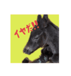 仔馬ちゃん(子馬、HORSE、写真、実写版)（個別スタンプ：7）