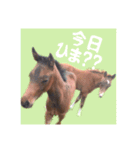 仔馬ちゃん(子馬、HORSE、写真、実写版)（個別スタンプ：8）