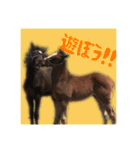 仔馬ちゃん(子馬、HORSE、写真、実写版)（個別スタンプ：9）