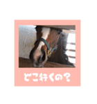 仔馬ちゃん(子馬、HORSE、写真、実写版)（個別スタンプ：10）