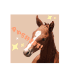 仔馬ちゃん(子馬、HORSE、写真、実写版)（個別スタンプ：11）