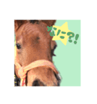 仔馬ちゃん(子馬、HORSE、写真、実写版)（個別スタンプ：12）