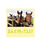 仔馬ちゃん(子馬、HORSE、写真、実写版)（個別スタンプ：13）