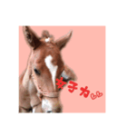 仔馬ちゃん(子馬、HORSE、写真、実写版)（個別スタンプ：16）