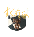 チワックスタンプ チョコ（個別スタンプ：1）