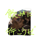 チワックスタンプ チョコ（個別スタンプ：2）
