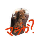 チワックスタンプ チョコ（個別スタンプ：15）
