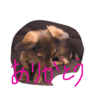 チワックスタンプ チョコ（個別スタンプ：16）