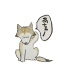 ハスキー柴のとびおさん（個別スタンプ：6）