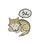 ハスキー柴のとびおさん（個別スタンプ：10）