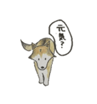 ハスキー柴のとびおさん（個別スタンプ：15）