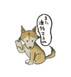 ハスキー柴のとびおさん（個別スタンプ：21）