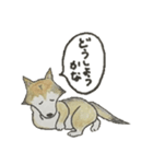 ハスキー柴のとびおさん（個別スタンプ：27）