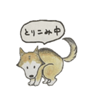 ハスキー柴のとびおさん（個別スタンプ：29）