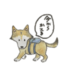 ハスキー柴のとびおさん（個別スタンプ：33）