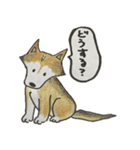 ハスキー柴のとびおさん（個別スタンプ：36）