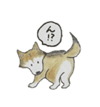 ハスキー柴のとびおさん（個別スタンプ：37）