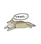ハスキー柴のとびおさん（個別スタンプ：39）