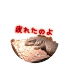 愛しの爬虫類達（個別スタンプ：6）