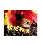 愛しの爬虫類達（個別スタンプ：8）