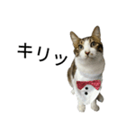 実家のキジシロ猫（個別スタンプ：1）