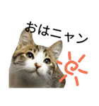 実家のキジシロ猫（個別スタンプ：2）