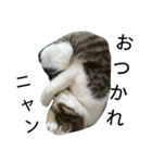 実家のキジシロ猫（個別スタンプ：4）