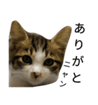 実家のキジシロ猫（個別スタンプ：5）