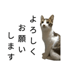 実家のキジシロ猫（個別スタンプ：6）