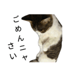 実家のキジシロ猫（個別スタンプ：8）