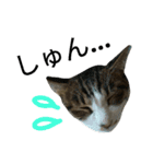 実家のキジシロ猫（個別スタンプ：9）