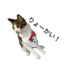 実家のキジシロ猫（個別スタンプ：11）
