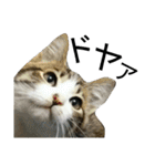実家のキジシロ猫（個別スタンプ：13）