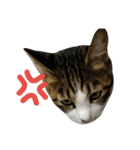 実家のキジシロ猫（個別スタンプ：14）