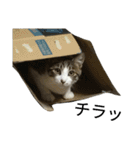 実家のキジシロ猫（個別スタンプ：15）