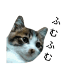 実家のキジシロ猫（個別スタンプ：16）