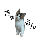 実家のキジシロ猫（個別スタンプ：17）
