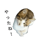 実家のキジシロ猫（個別スタンプ：18）