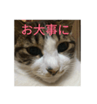 実家のキジシロ猫（個別スタンプ：21）