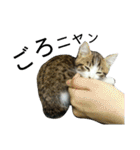 実家のキジシロ猫（個別スタンプ：22）