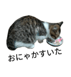 実家のキジシロ猫（個別スタンプ：23）