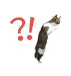 実家のキジシロ猫（個別スタンプ：24）