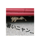 実家のキジシロ猫（個別スタンプ：25）